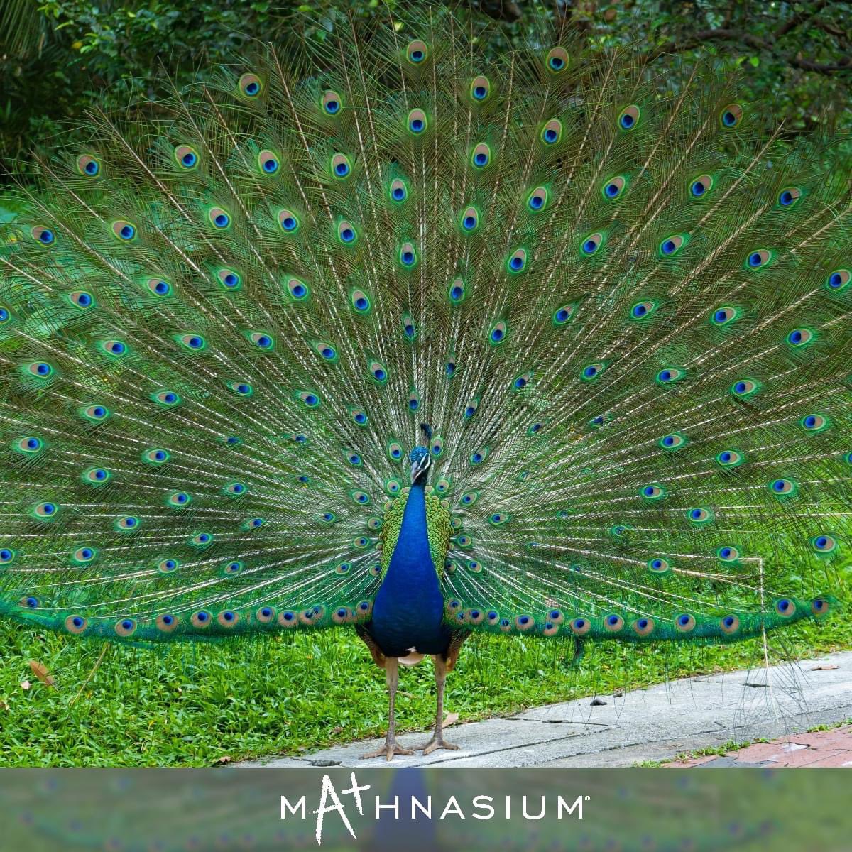 MathnasiumGN's tweet image. Did you know that peacocks are mathy? It’s true! Their feathers repeat beautiful #patterns that display “bilateral symmetry.” So, if you were to draw a line down the middle of their large bodies, the left sides would be mirror images of the right. Isn’t #MathInNature stunning? 🦚