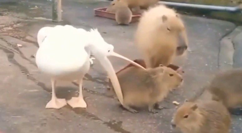 CAPYBARA MAN tweet media