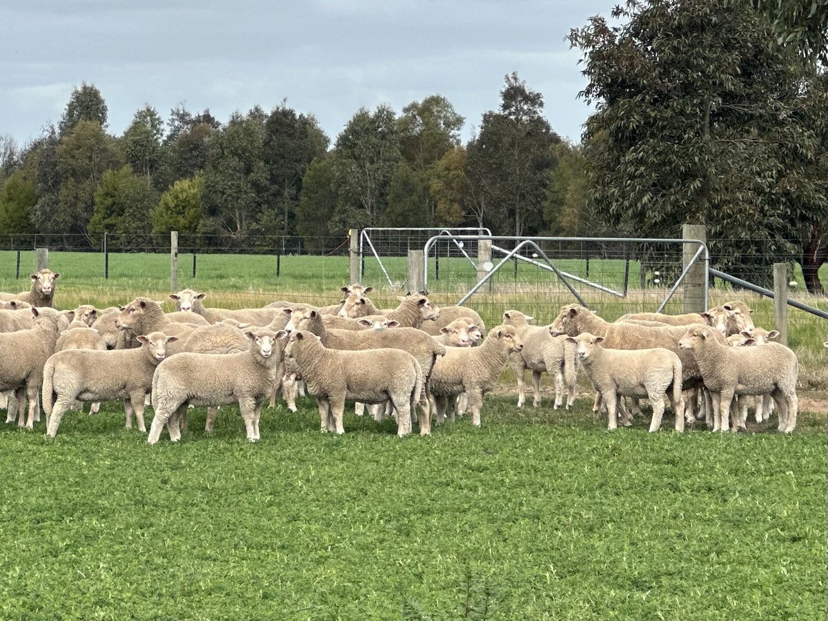 ProBreed's tweet photo. Great to be out and about on farms listening and learning how our rams help create lambs like these “Snodgers” #PrimeLambs #ProbreedPlus #ProbreedMaternal #ProbreedTerminal #breedingexcellence https://t.co/9PU9Gsot9F