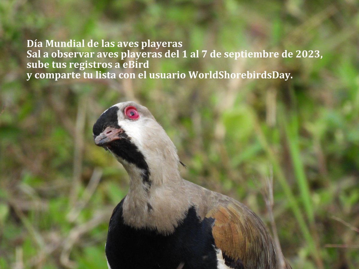 Cada 6 de septiembre se celebra el Día Mundial de las Aves Playeras. Además, está acompañado por una semana para realizar los conteos de aves playeras del 1 al 7 de septiembre #worldshorebirdsday #globalshorebirdcounts #conteomundialdeavesplayeras @ShorebirdsDay @AsoCalidris