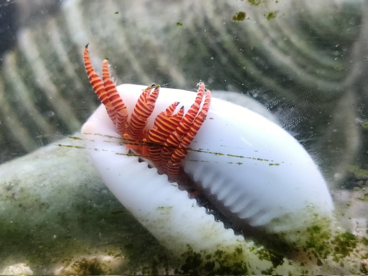 ヤドカリ三郎 (@yadokari_3ro) / Posts / X