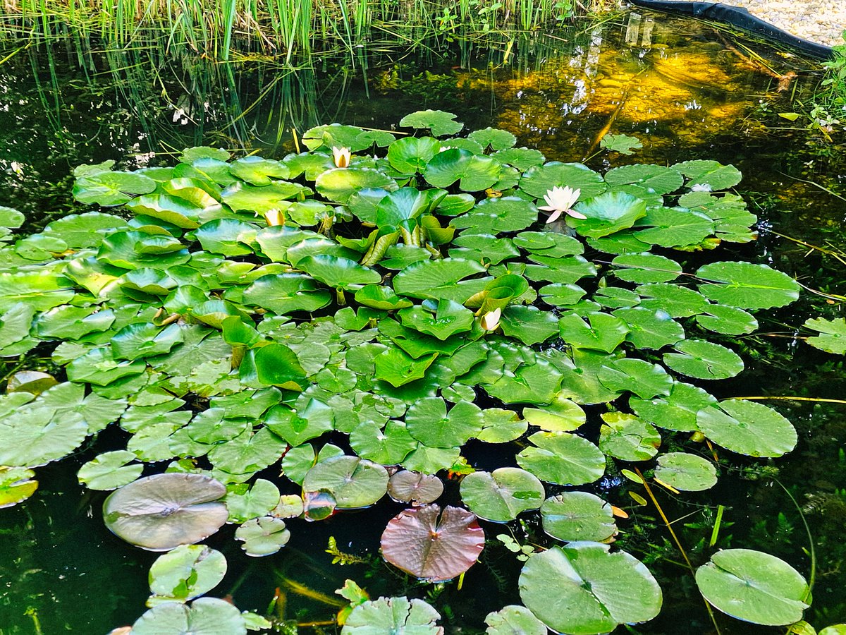 Hidden pond between the buildings.
#hidden #pond #secret #hiddenpond #searose #hiddeninthecity #secrectplace #beautifulnature #natureisbeautiful #between #naturephotography #lovelyplace