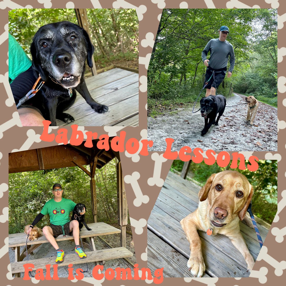FitLabDeepCreek's tweet photo. #LabradorLessons from #FitLabPGH (link below): Why the Labs are excited about Fall. Don’t be sad summer is ending; get excited that #Fall is coming! Watch video for the #labs fave things about Fall
#Fall2023 #GetOutside #MoveMore #traildogs
https://t.co/MPHGPLHxkJ https://t.co/h8TsPP9h35