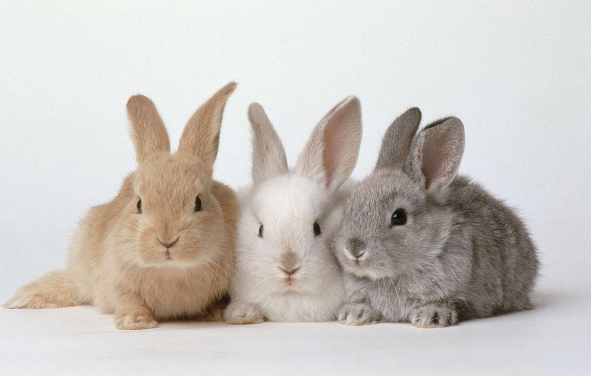 thebookspry's tweet photo. IYKYK
🐰🐰🐰 https://t.co/o45r8FBMPX