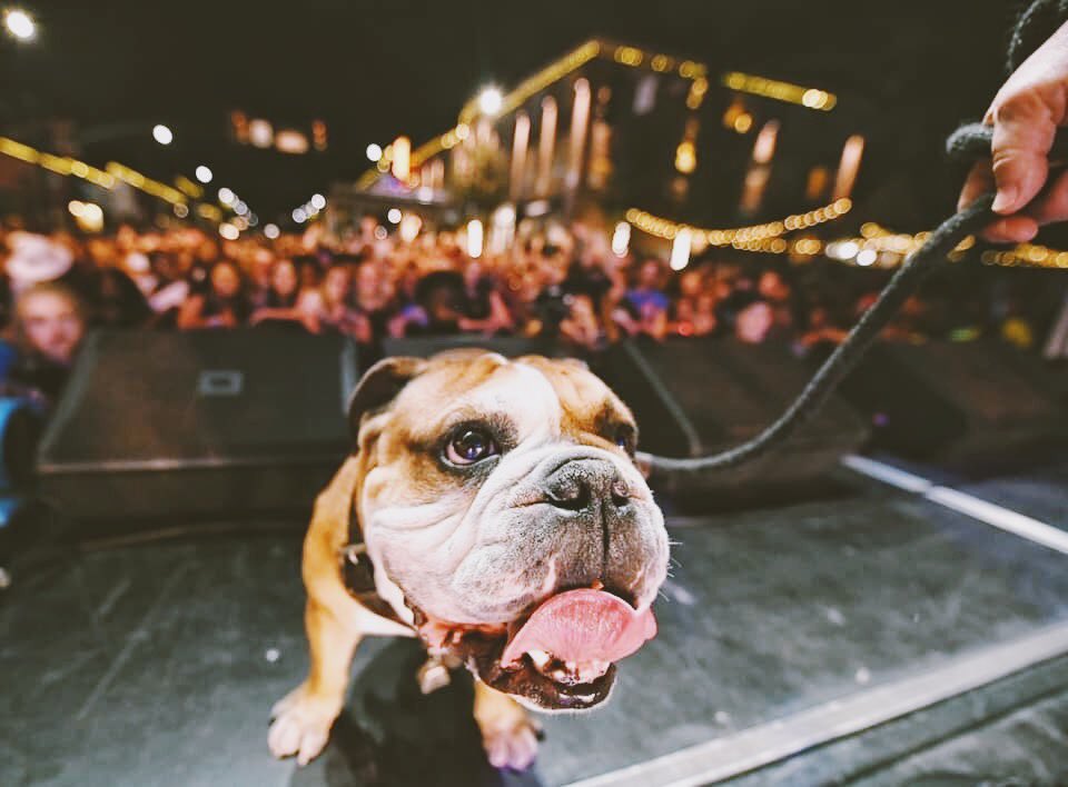 MSU Bulldog Bash™ (@msubulldogbash) on Twitter photo Happy #MaroonFriday from <a href="/MSUBULLDOGBASH/">MSU Bulldog Bash™</a>🐶 Bash loves our dawgs! 1️⃣ day until <a href="/hailstatefb/">Mississippi State Football</a> kicks off the 2023 season and only 4️⃣9️⃣ days until Bulldog Bash‼️ Happy #MaroonFriday from <a href="/MSUBULLDOGBASH/">MSU Bulldog Bash™</a>🐶 Bash loves our dawgs! 1️⃣ day until <a href="/hailstatefb/">Mississippi State Football</a> kicks off the 2023 season and only 4️⃣9️⃣ days until Bulldog Bash‼️