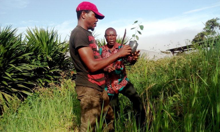 Green Cameroon tweet media