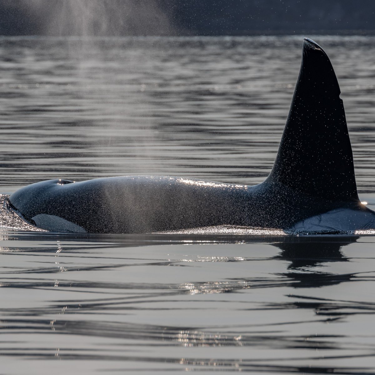 Orca's dorsal fins can reach 6 feet tall, but there's no bone! Its shape is from dense connective tissue! 🤯
📸: Galiano