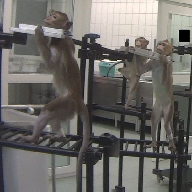 VeganFTAEspanol's tweet photo. Hoy es el Día Internacional de los Primates 💔
👉 Firma para acabar con el testeo animal en cosméticos en https://t.co/6suSMupYJr
🎨 IG ignadee
📷 @crueltyfreeintl vía @Action4Primates
#veganfta #primates #macacos #simios #vidasilvestre #sintesteo #laboratorios #veganart https://t.co/VUj3cxDMJ9
