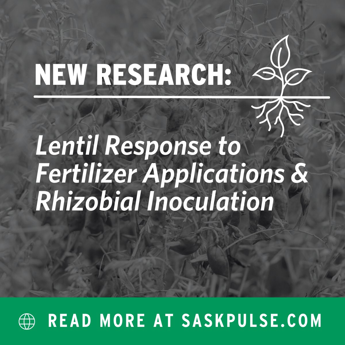 SaskPulse's tweet image. New research suggests growers should pay attention to seedbed conditions and monitor seedling mortality to ensure seeding rates achieve optimal plan stands. Read more: ow.ly/CCpi50PF6kG #pulseresearch