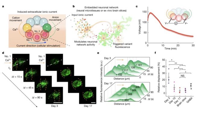 Linna Zhou (@linnazhou1) on Twitter photo Tiny soft droplet battery that modulates neural tissue activities. Proud of our team to publish this work in Nature, <a href="/bayley_lab/">Hagan Bayley group</a> @yogayzhang <a href="/OxfordChemistry/">Oxford Chemistry</a> <a href="/Nature/">nature</a> nature.com/articles/s4158… Tiny soft droplet battery that modulates neural tissue activities. Proud of our team to publish this work in Nature, <a href="/bayley_lab/">Hagan Bayley group</a> @yogayzhang <a href="/OxfordChemistry/">Oxford Chemistry</a> <a href="/Nature/">nature</a> nature.com/articles/s4158…