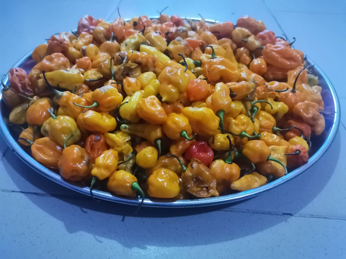 Plato48466760's tweet photo. Being from Nsukka is a big flex, just received these freshest from the village. #Akidi #OseYellow #OseNsukka #AlaNsukkaAmaka #AllEyesOnTheJudiciary #OrganicFood #HealthyFood https://t.co/BPuXHQ4tVn