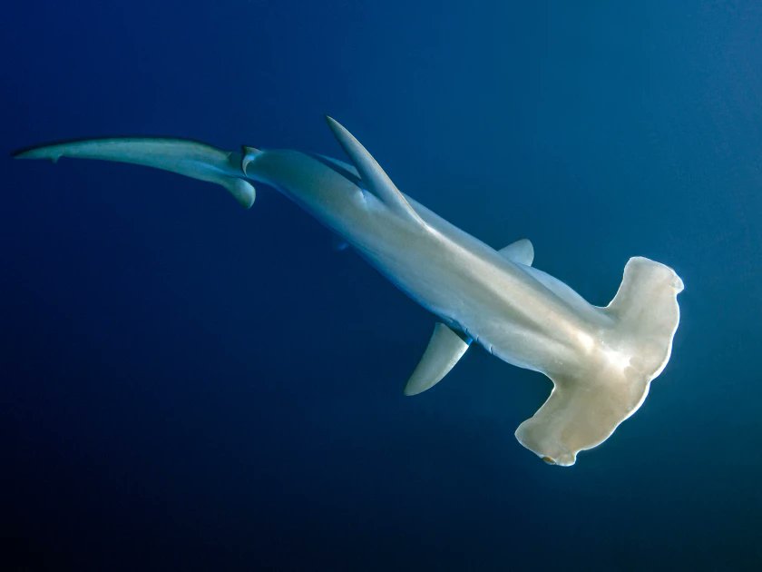 School Of Sharks tweet media
