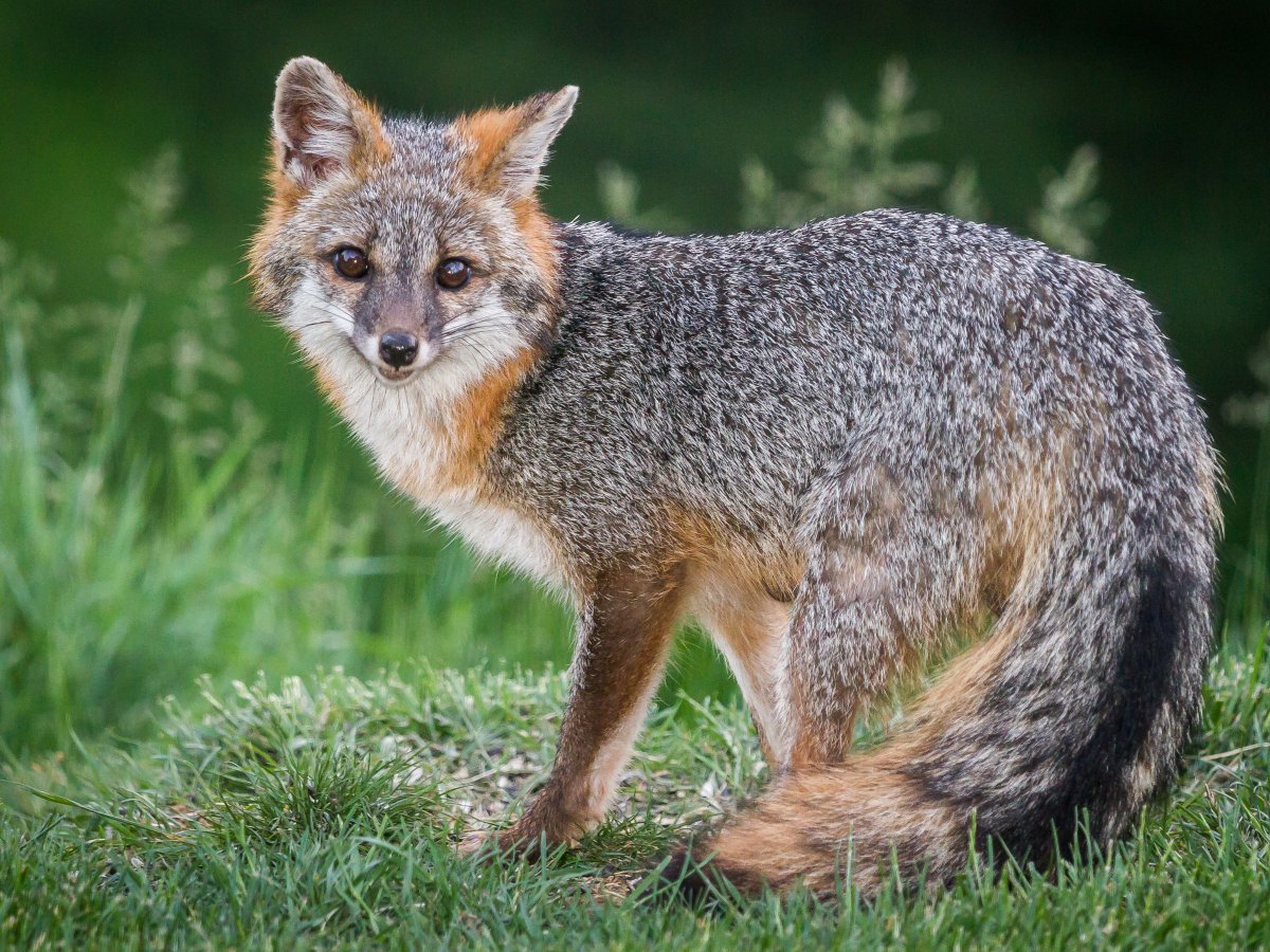 An ill-appearing fox in northwest Grapevine is confirmed positive for the rabies virus. At this time, there are no reported human or animal exposures. Learn more about the case, our next vaccine clinic and how to protect your family on our website at: bit.ly/3qVxJkM