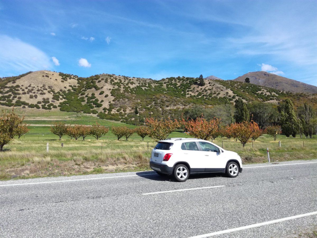 Nigel_Cowburn's tweet photo. Cherry trees transplanted 2009 Gibson #Queenstown #NZ Used bobcat +#treespade +qualified gardeners. Best process, no irrig/care since, weathering two hard droughts.
Treespade needs min 20 trees to make worthwhile unless tree|space exceptionally valuable.
#InstantOrchardsByNigel https://t.co/01wcDxSTDn