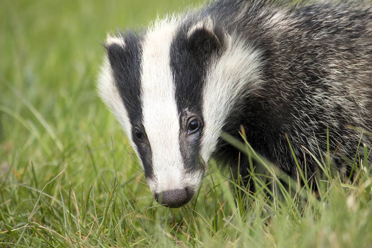 ⚠️And so the bloody #badgercull begins in Cornwall⚠️😡. 
West Penwith and the Leedstown - Rosudgeon - Stithians badger cull zones are now live since 6pm on 1st September 23
Join Cornwall Against the Badger Culls for more info.