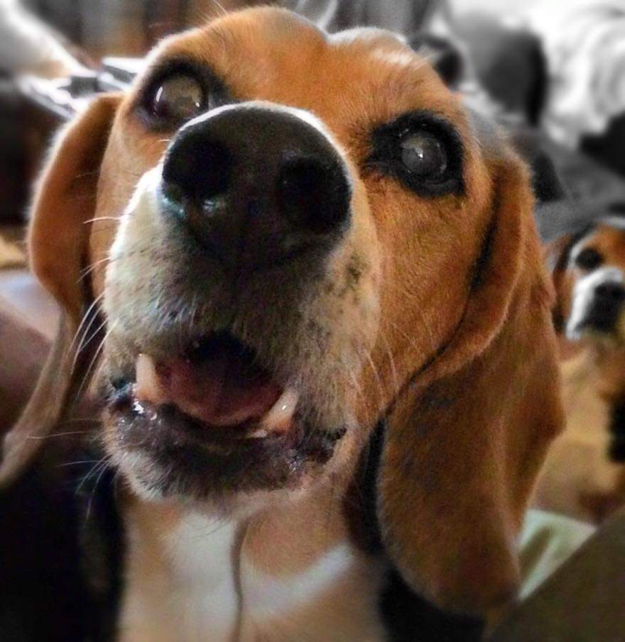 beagles_d's tweet photo. @OakleighBeagle @beaglefacts Reminds Mum of #DunkinGoNuts who went #OTRB π 8 years ago today. Mum is π today. https://t.co/sQSoLebjyM