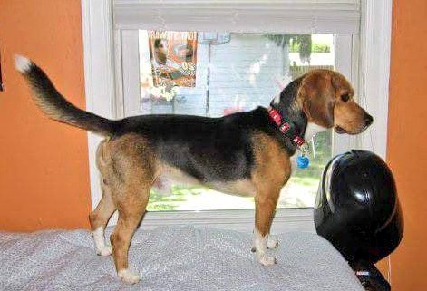beagles_d's tweet photo. @OakleighBeagle @beaglefacts Reminds Mum of #DunkinGoNuts who went #OTRB π 8 years ago today. Mum is π today. https://t.co/sQSoLebjyM