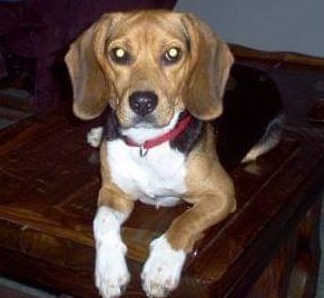 beagles_d's tweet photo. @OakleighBeagle @beaglefacts Reminds Mum of #DunkinGoNuts who went #OTRB π 8 years ago today. Mum is π today. https://t.co/sQSoLebjyM