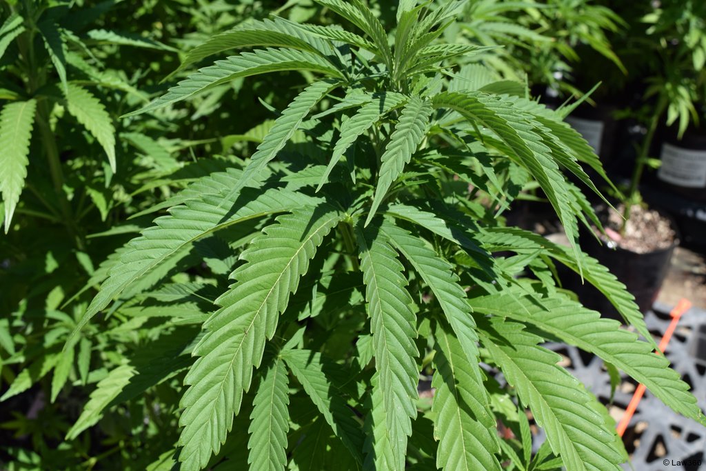 President Joe Biden's promise to reform federal cannabis policy is now in the hands of the DEA, an agency that has historically opposed easing restrictions on marijuana but this week received a recommendation from federal health officials to do just that. law360.com/articles/17174…