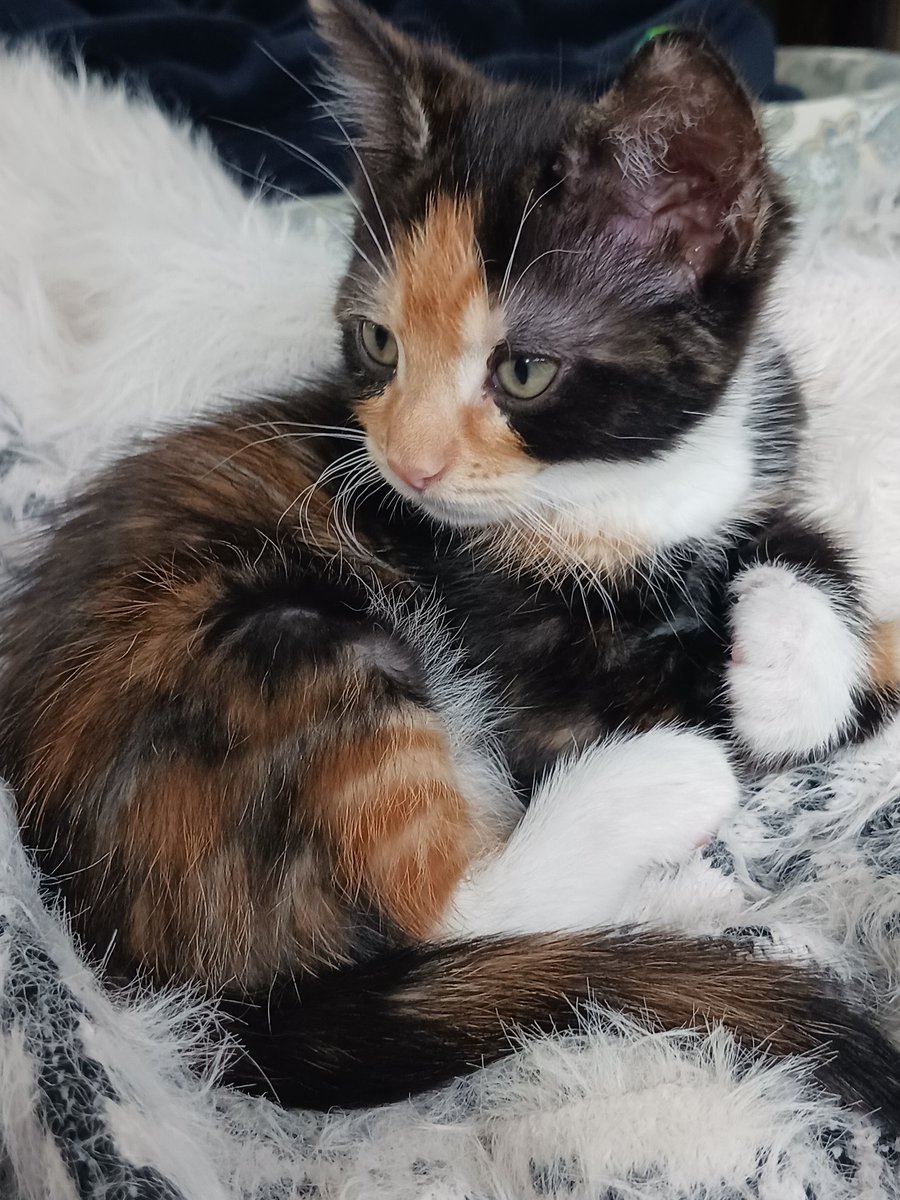 eugscamp's tweet photo. #GingerCatAppreciationDay.  Calico Lives Matter https://t.co/2v576yQSu5