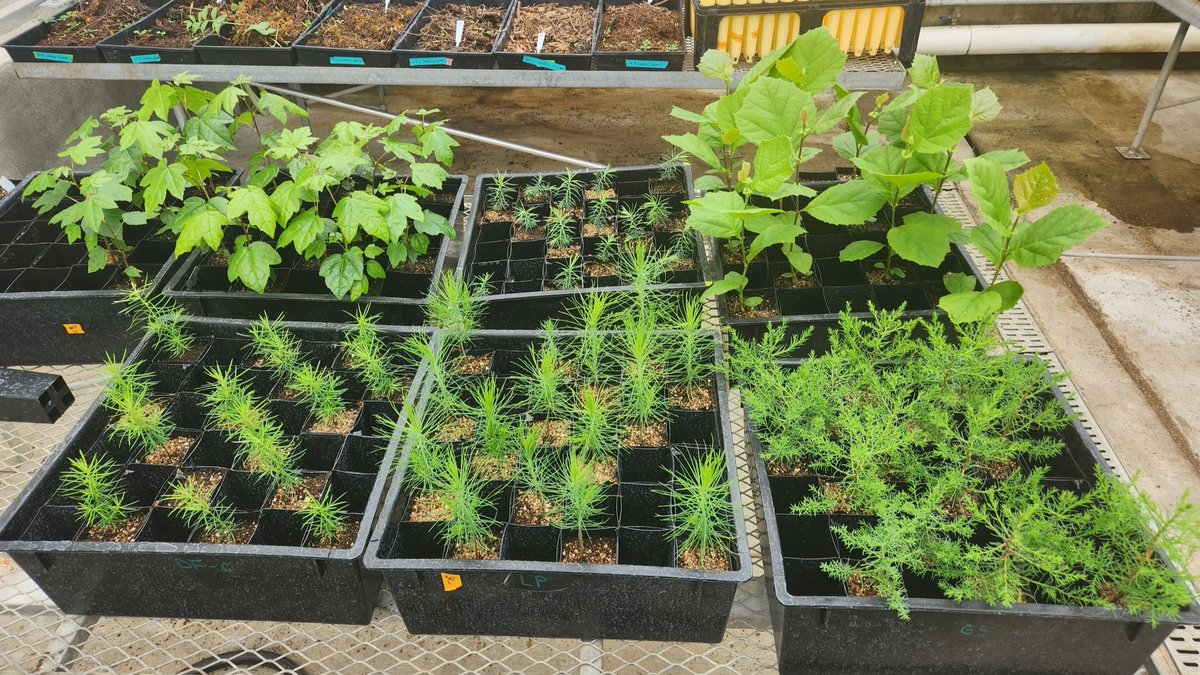 SRS @ UCSD (@sallyridesci) on Twitter photo Schools and community groups have until Oct. 6 to apply for a tree seedling grown from a seed that flew around the Moon aboard NASA’s Artemis I mission. NASA and US <a href="/forestservice/">USDA Forest Service</a> are distributing the seedlings to help kids connect with space exploration. tinyurl.com/34n3p3h6 Schools and community groups have until Oct. 6 to apply for a tree seedling grown from a seed that flew around the Moon aboard NASA’s Artemis I mission. NASA and US <a href="/forestservice/">USDA Forest Service</a> are distributing the seedlings to help kids connect with space exploration. tinyurl.com/34n3p3h6