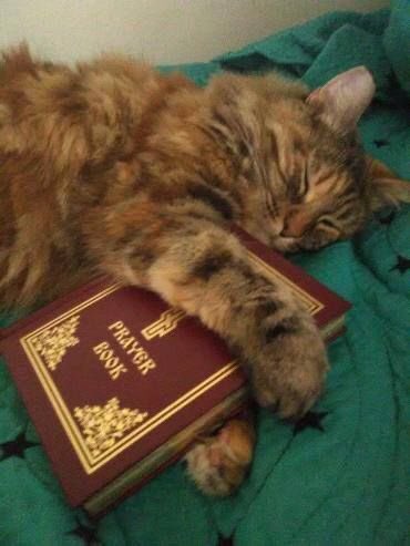 Cat-holic