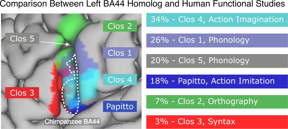 FriedericiLab (@friedericilab) on Twitter photo New paper in <a href="/PLOSBiology/">PLOS Biology</a> by <a href="/FriedericiLab/">FriedericiLab</a>'s <a href="/gagdiez/">Guillermo Gallardo</a> & @CornEichner (co-first authors), <a href="/AlfredAnwander/">Alfred Anwander @AlfredAnwander.bsky.social</a>, A. Friederici, & collaborators:
"Morphological #evolution of #language-relevant #brain areas"
Read/Download here: doi.org/10.1371/journa…
#chimpanzees #syntax #OpenAccess New paper in <a href="/PLOSBiology/">PLOS Biology</a> by <a href="/FriedericiLab/">FriedericiLab</a>'s <a href="/gagdiez/">Guillermo Gallardo</a> & @CornEichner (co-first authors), <a href="/AlfredAnwander/">Alfred Anwander @AlfredAnwander.bsky.social</a>, A. Friederici, & collaborators:
"Morphological #evolution of #language-relevant #brain areas"
Read/Download here: doi.org/10.1371/journa…
#chimpanzees #syntax #OpenAccess