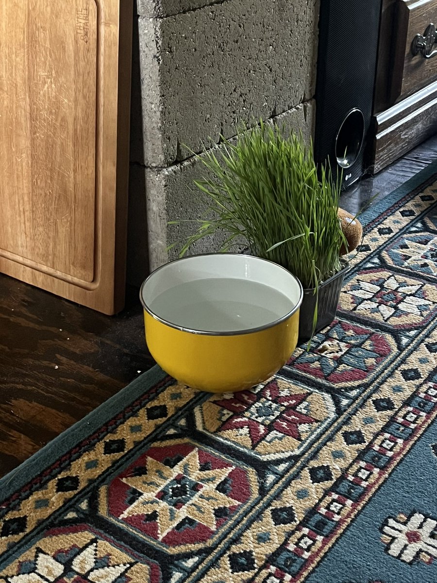 Anyone else put wheat grass next to their animals bowls of water for them to nibble on if they want ?  Maybe give it a try to see what they do . My local grocery carries it in the produce section !  #Dogs #cats #Grass #Concrete #Wood #vintagerug #Vintagebowl #Water #Dogecoin