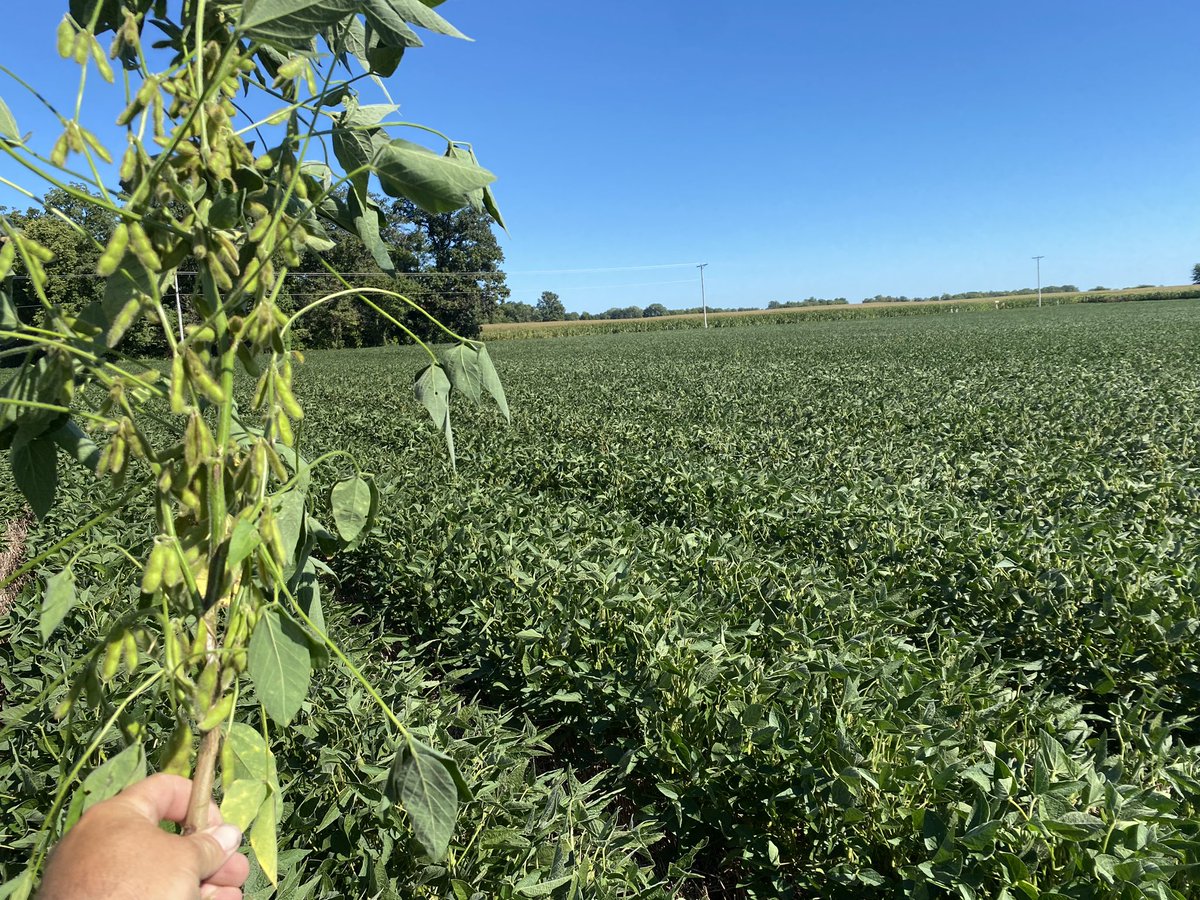 jasonmauck1's tweet photo. On farm research

Monocrop beans 20”
Planted 4/16…good…but raced towards the sky.  16 nodes.

Relay beans 20402040”
Planted 4/11
Expressed outward after the pruning of 100 bu 60” wheat
26 nodes and counting

Is the inflection (yield tax) of soy greater than wheat $

No https://t.co/w9VxSW8sYJ