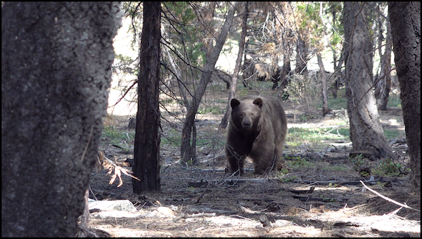 SouthTahoeNow's tweet photo. #LakeTahoe bear experts offer best practices when camping and hiking at the lake during the late season. More important now than ever to keep garbage away from them as they enter hyperphagia. @CaliforniaDFW @LakeTahoeUSFS #BeBearAware https://t.co/cSGYqkBGAm https://t.co/UOdSlbLOg3