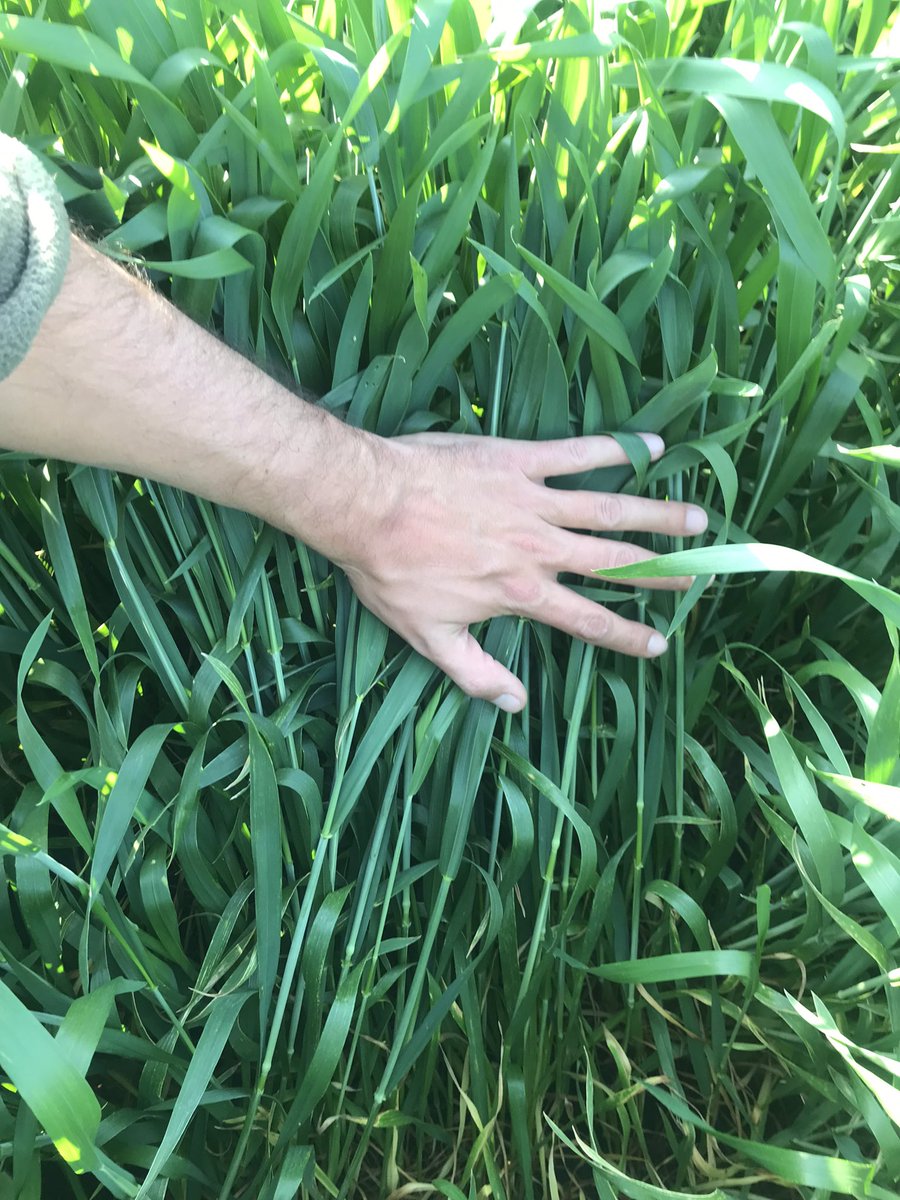 psaa_8's tweet photo. #SYN211 🌾
Excelente potencial.
Fertilización ✅
Sanidad ✅
FS: 12 de Mayo, fenologia Z4.3 https://t.co/5uPiuhusTG