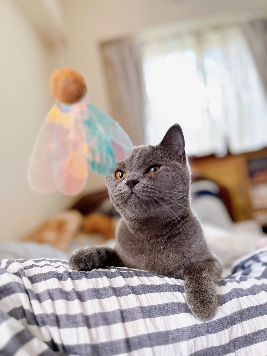 takumix_np's tweet photo. おはむうちゃん🐾
いま一番お気に入りのおもちゃと📷
素敵に撮れた♡

#ブリティッシュショートヘア #猫のいる暮らし #猫のいる幸せ https://t.co/p9aIDZpOAJ