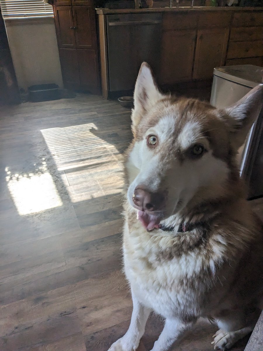 69naughtyblonde's tweet photo. Happy 3rd birthday to our handsome boy!!! 🎂 Isn't he so cute!!! Retweet if you like 🥰 https://t.co/QZAQ8gIh8p