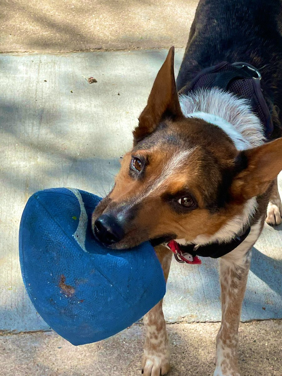 Day 1 #CollegeColorsDay Hoooowl Moms College Colors Were Blue & White, Rah Rah Rah! Mom Tells Me, #NebraskaFootball Needs Me As A Running Back, Especially With My Deflated Blue Football! 🏈💙🤍💙🏈
#PhotoChallenge2023September #dogsofX #catsofX #ZSHQ