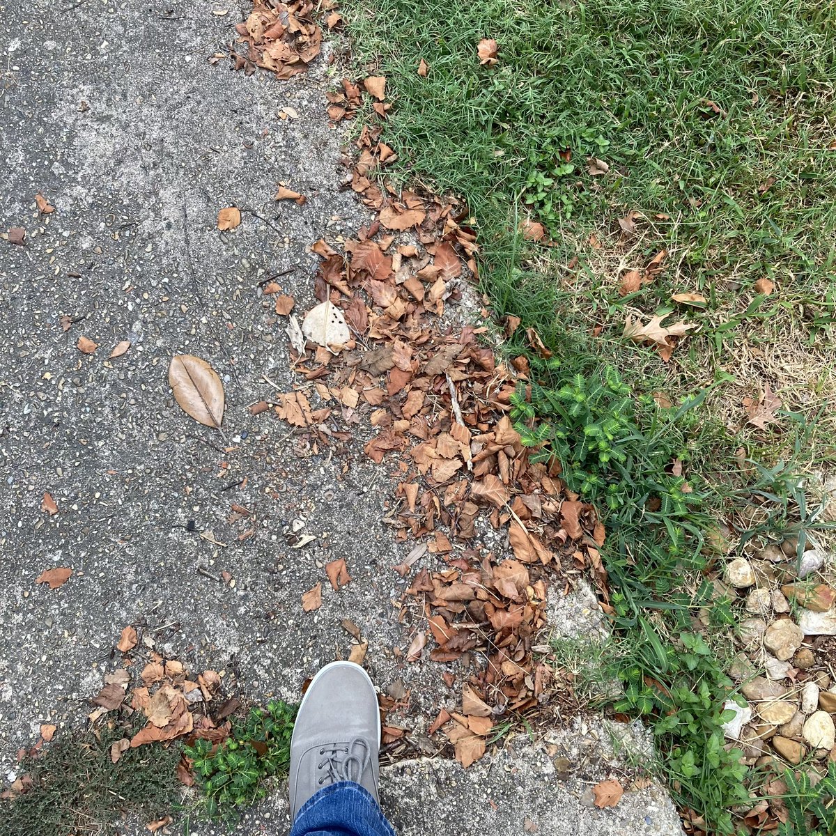 rousselart's tweet photo. Hello September!
.
.
Meteorological Fall starts today! Like pre-autumn for Astronomical (real) Autumn on September 23rd. 🧡💀🍂
.
.
#art #autumn #neverstopcreating #neverstopgrowing #teacherlife #deadinside #fallingleaves #selfie #rousselart #helloseptember https://t.co/XiTr4vjffr