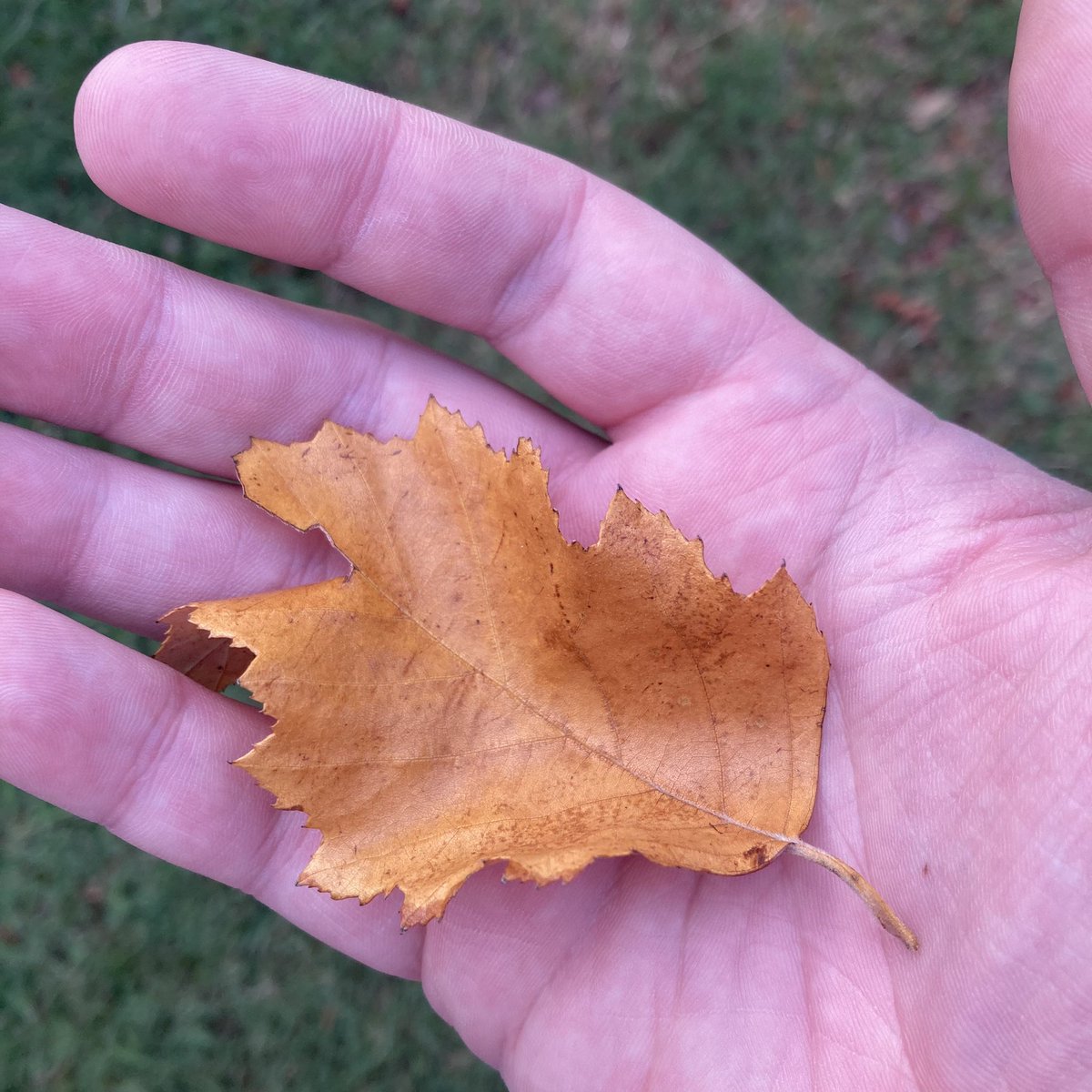 rousselart's tweet photo. Hello September!
.
.
Meteorological Fall starts today! Like pre-autumn for Astronomical (real) Autumn on September 23rd. 🧡💀🍂
.
.
#art #autumn #neverstopcreating #neverstopgrowing #teacherlife #deadinside #fallingleaves #selfie #rousselart #helloseptember https://t.co/XiTr4vjffr