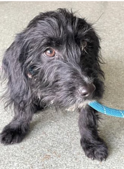 🆘 #SAUSAGEARMY LOOK 👀 another FOUND PUPPY! Same location - do u recognise this #Daxie X? He was found this morning in #PrincesRisborough #HP27 - call SDK ☎️ 03444 828 300 quoting ref: WDC 0109231015 - NO MICROCHIP - #stray he could b #lost or #stolen frm anywhere! #Dachshund