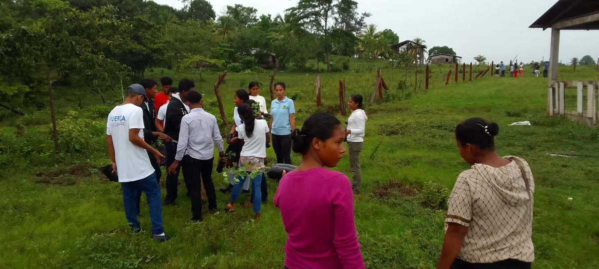MarenaNicaragua's tweet photo. 1,000 plantas forestales y frutales, fueron sembradas en la comunidad indígena Kururia, municipio de Waspam, Caribe Norte.
La jornada se realizó en coordinación con el #INAFOR, Movimiento Ambientalistas Guardabarranco y #MINED.
#VerdeQueTeQuieroVerde
#Nicaragua
#MARENA https://t.co/QyEK1PYPsI