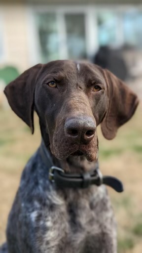Happy National Police K9 Day to our own Police K9 Frizbi!