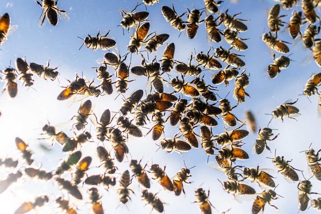 RoomUpFront's tweet image. Photos by #RUFmentor @carlososorio  for @canadianpress.
“Millions of bees buzzed on a Burlington Road after a truck transporting them swerved, and hives tumbled onto the road. Local beekeepers from the area arrived to help get most of the bees back into their hives. “