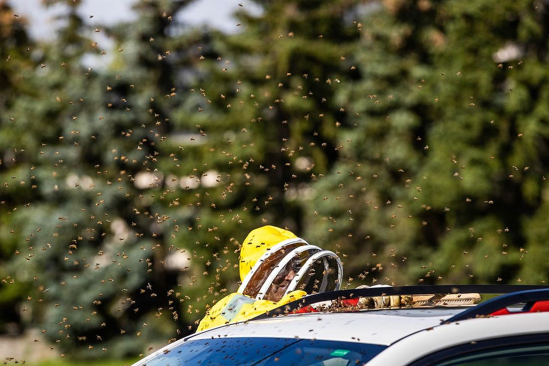 RoomUpFront's tweet image. Photos by #RUFmentor @carlososorio  for @canadianpress.
“Millions of bees buzzed on a Burlington Road after a truck transporting them swerved, and hives tumbled onto the road. Local beekeepers from the area arrived to help get most of the bees back into their hives. “