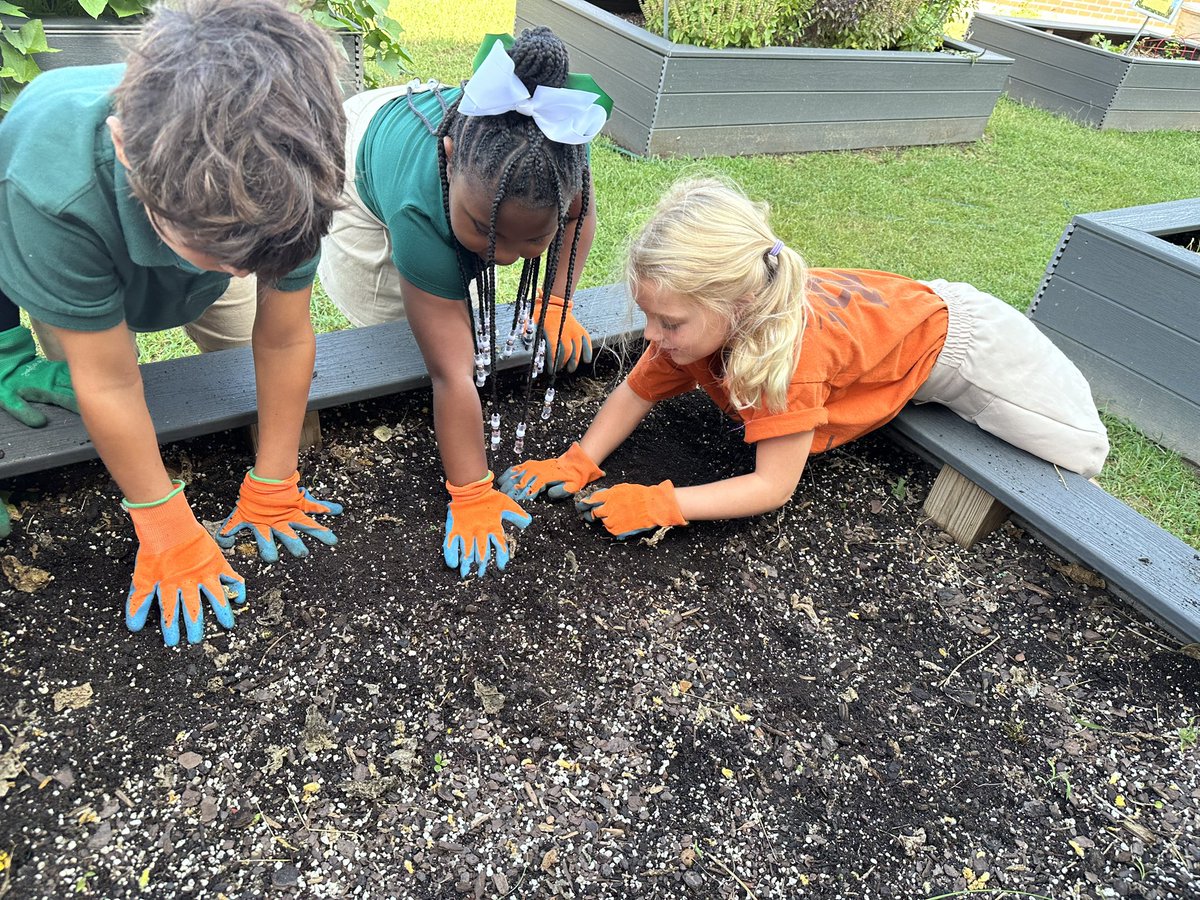 kemp_tarah122's tweet photo. Bye summer veggies! 🌽🍅1st GR Ss sure are stronger than they look! 👀
4 days later & nearly 100 kids working hard … all the beds are cleared! After, Ss were able to clearly discuss the importance of tools in the garden! HANDS ON LEARNING
#cookinguplearning #garden #education https://t.co/CdIJU2wIhD