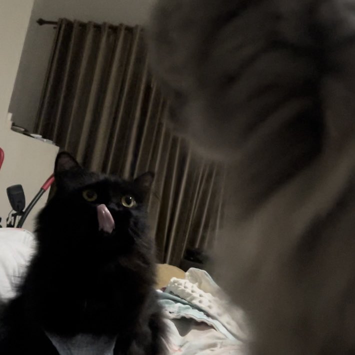 halo aku kucing tweet media