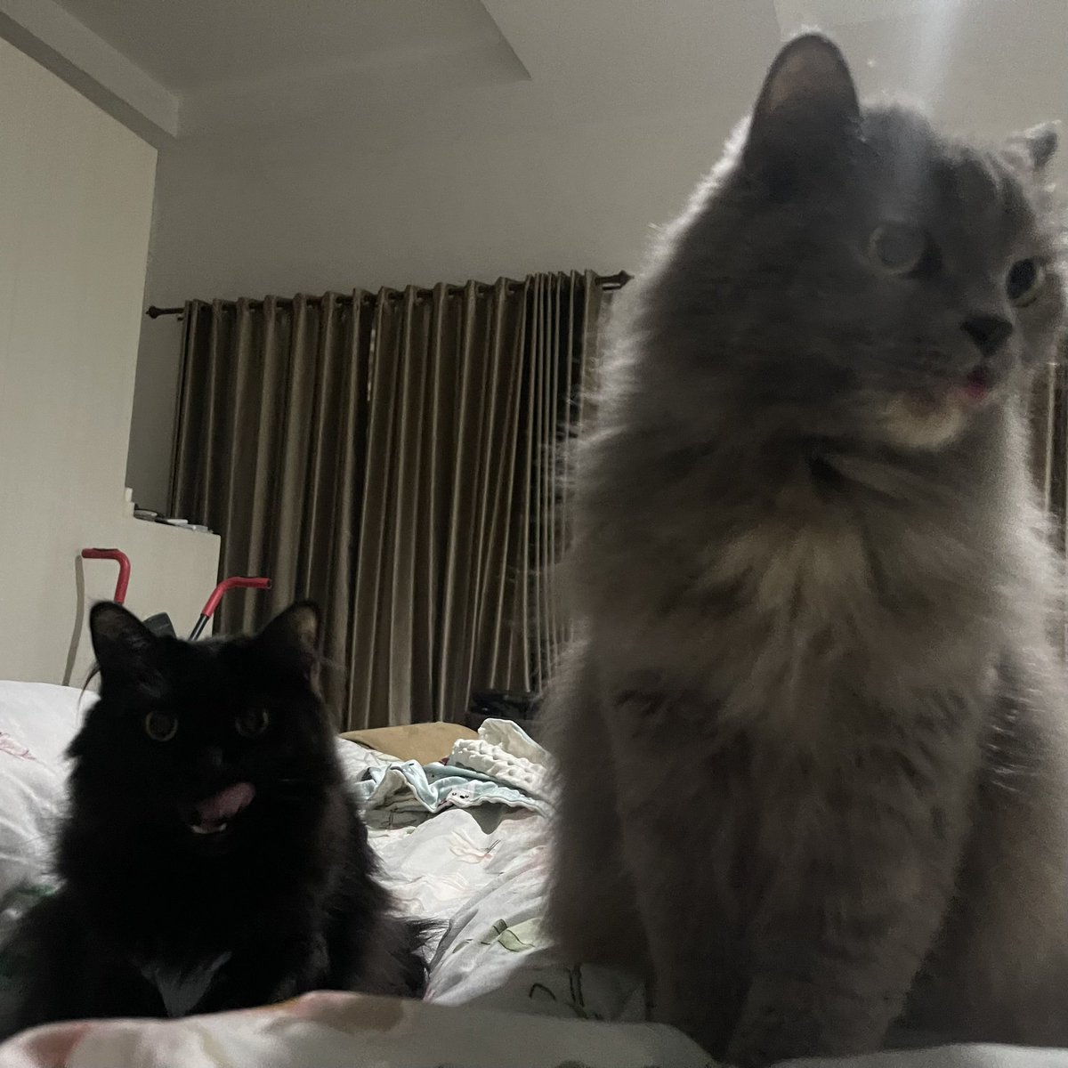 halo aku kucing tweet media