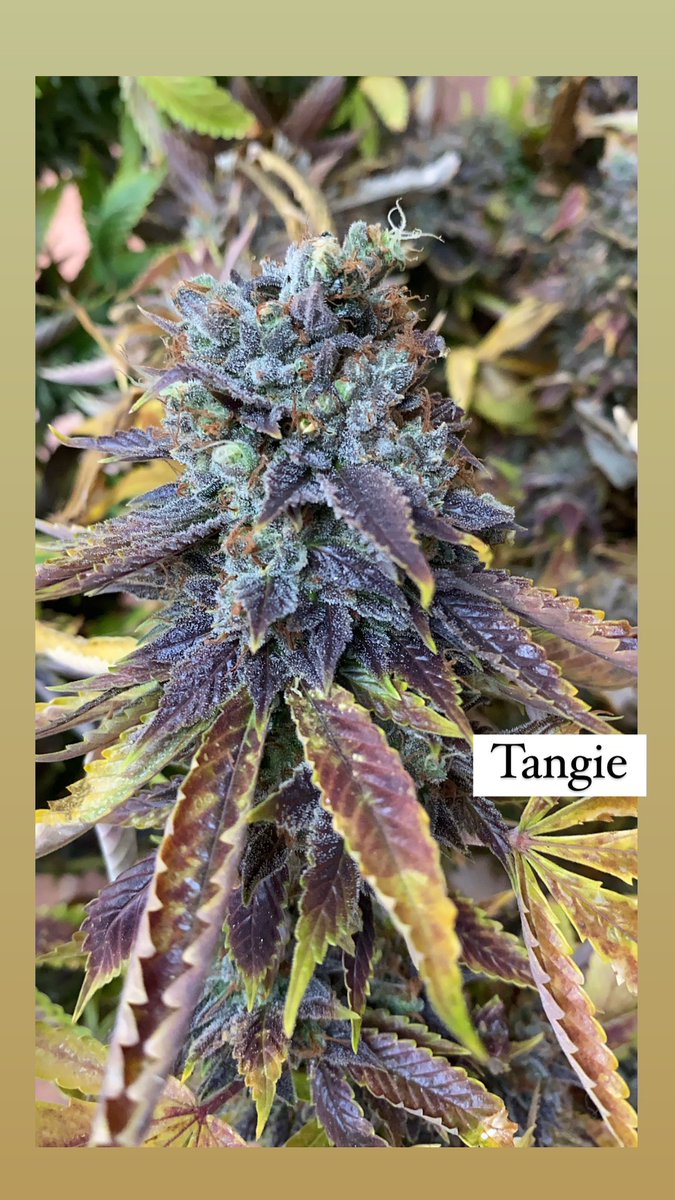 higheraclub's tweet image. Tangie belleza