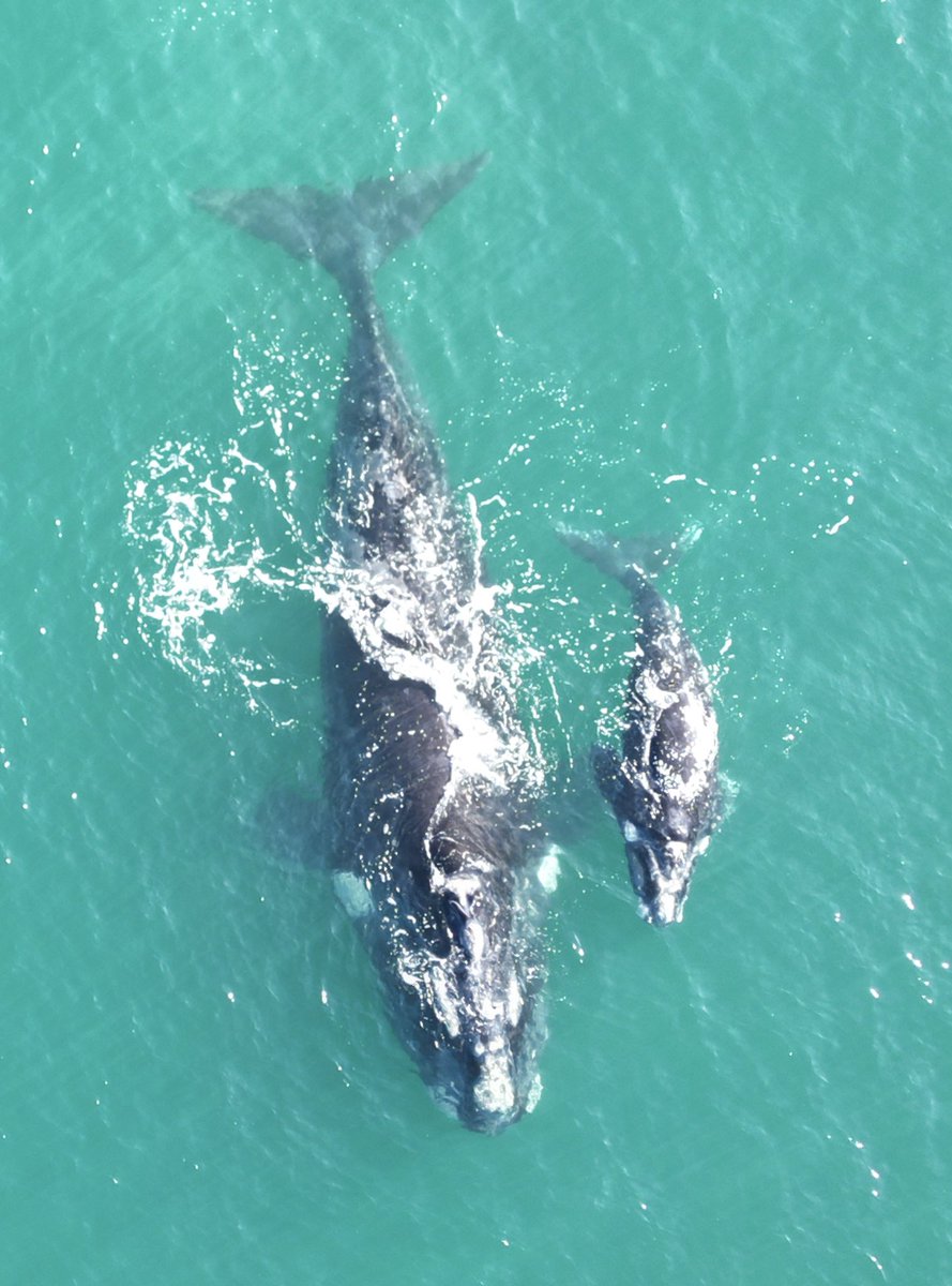 Finally snapped after five years of drone flying