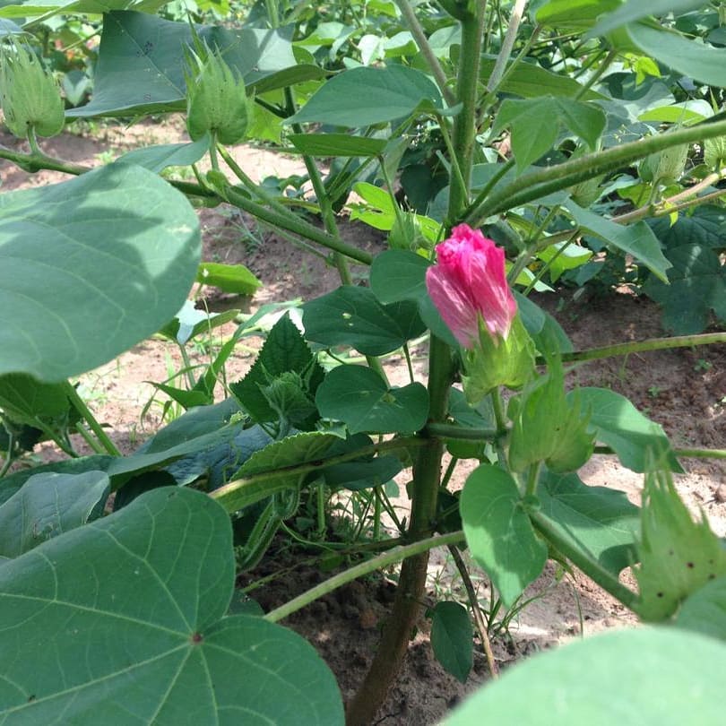 With a population of over 200 million very fashionable citizens our BT cotton crop bringss great hope thar our moribund textile factories can be restored. The BT cotton is ball worm resistant. @kokuonyi <a href="/ArewaTextiles/">Arewa Textiles</a> <a href="/MahycoGrow/">Mahyco Grow</a>