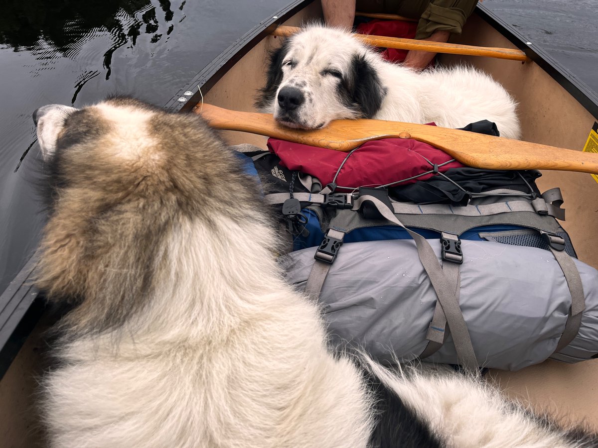 amila295's tweet photo. Nothing quite like #Canadian #wilderness, pogotovo kad su ti #bosanski #tornjaci u pratnji #ontario #georgianbay #lakehuron https://t.co/OgZr9XR6gR