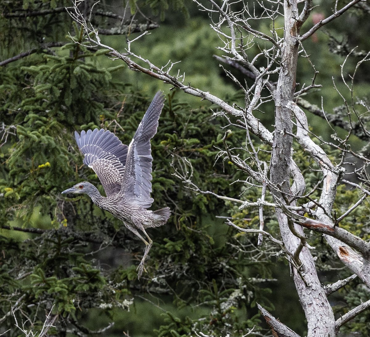 GilenLinn tweet media