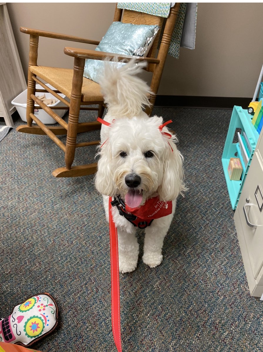LillyDoddie's tweet photo. Lola’s 1st day of on-site training ⁦@HumbleISD_ESE⁩ was a success! She loved exploring and learning so many new things about her new friends! Thank you to ESE admin and staff, Bobbye Smith of LET’S Go Dog Training AND ⁦@HumbleISD_FDN⁩ for making this possible! ❤️🐾 https://t.co/yQNtoGaTxS